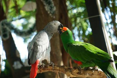 Birds of Eden