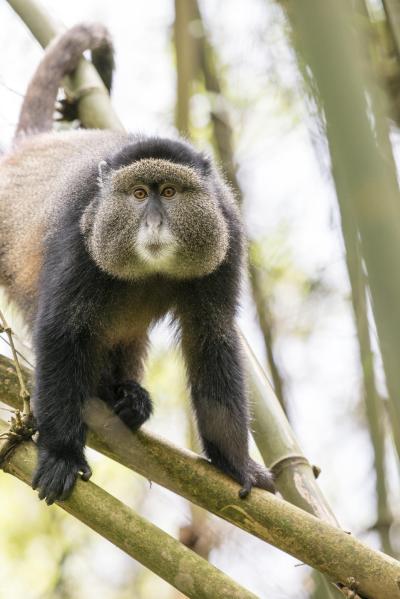 Golden Monkey Tracking