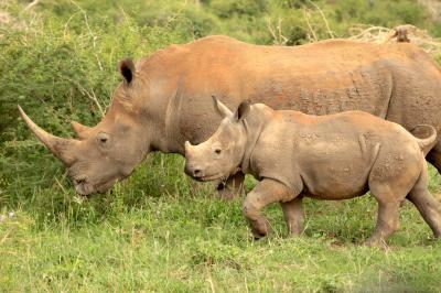 Morning Safari