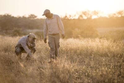 Guided Safari Walks