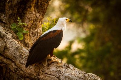 Bird Watching