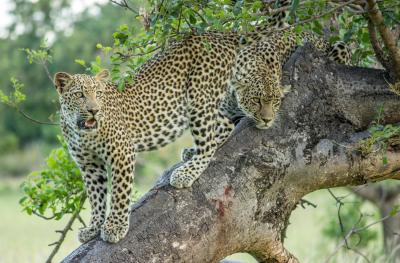 Cheetah Plains Cubs Club