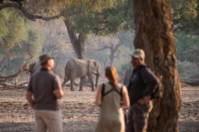 Wilderness Chikwenya – Guided Nature Walks