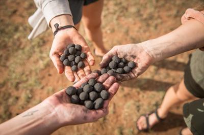 Seedball Dispersal