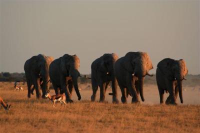 Game Drives - Day