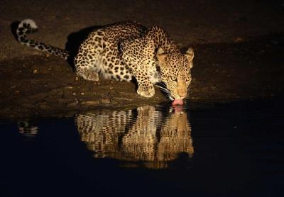 NIGHT GAME DRIVES