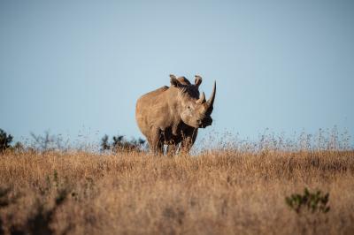 Wildlife Safaris