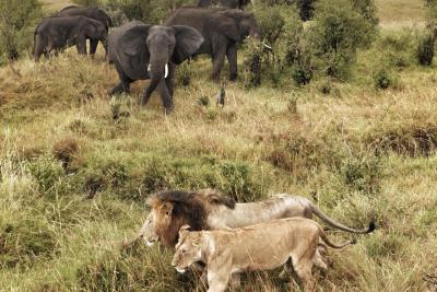 Game drives