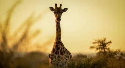 Evening Safari