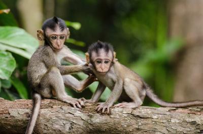 Monkeyland