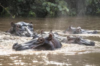 Game Drives