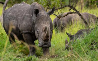 Ziwa Rhino Sanctuary 