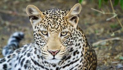 Chobe Game Lodge Game Drives