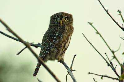 Bird Watching
