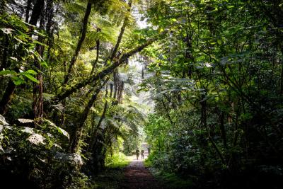 Forest Walk