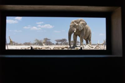 Discover the Onkolo Hide
