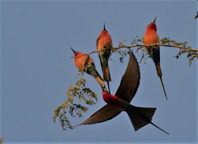 Birding
