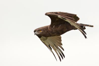 Birding
