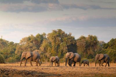 Walking Safaris