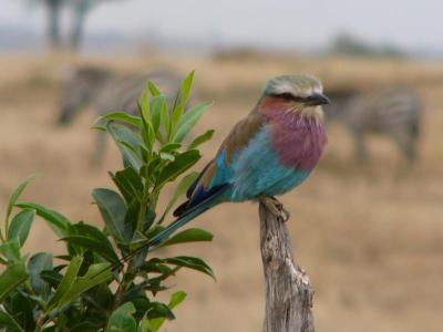 Birdwatching