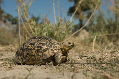 Guided Nature Walks