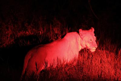 Night Game Drives