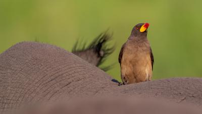 Birding
