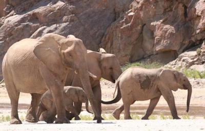 Desert Wildlife Encounters
