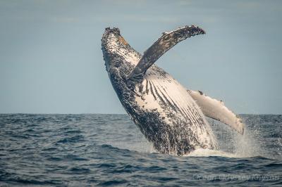  Whale & Dolphin Watching