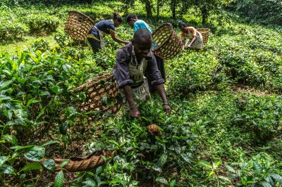Tea Processing Tour