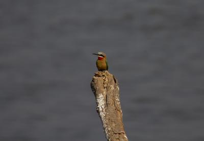 Bird Watching