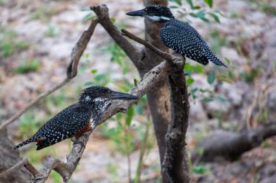 Birding