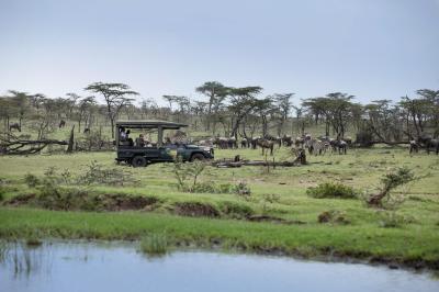 Wildlife Drives (day and night)
