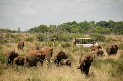 Game Drives