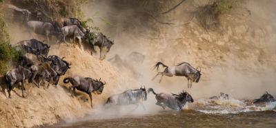 Game Drives