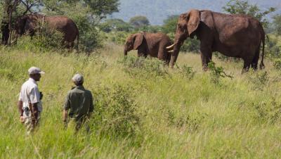 Guided Bush Walks