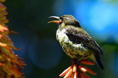 Birding