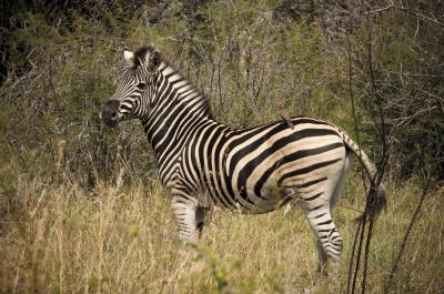 Morning Safari