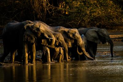 Game Drives