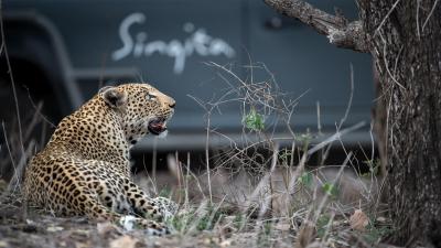 Game Drives