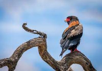 Birding