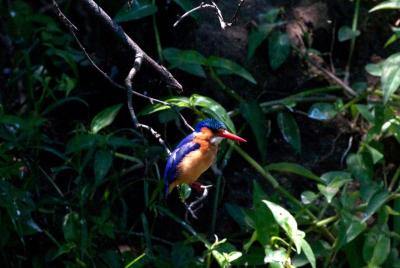 Birding