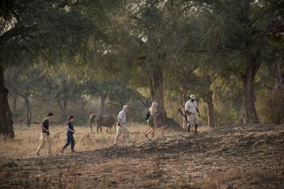 Walking Safaris 