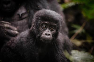 Gorilla Trekking