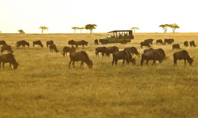 Game Drives 