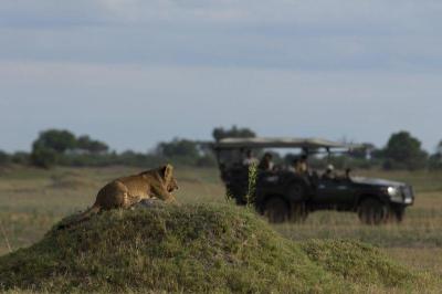 Game Drives (Day & Night) 