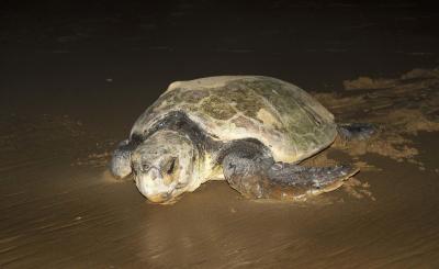 Turtle Nesting Adventure