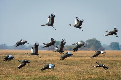 Birding