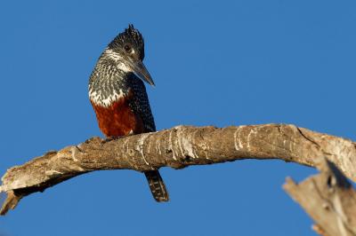 Chobe Game Lodge Birding Experience