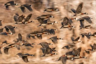 Birding